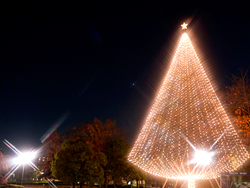 tree_tanabe.jpg (105008)