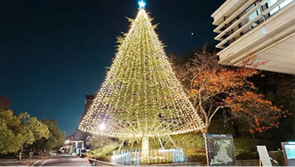 京田辺校地ツリー